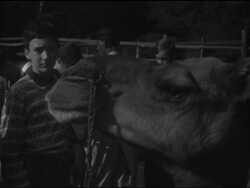 SYND 20-9-69 CAMEL RACING POSES A NEW PROBLEM FOR THE RACE GOER News Clip