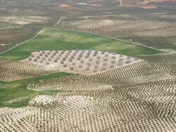 aerial view of photovoltaic plant surrounded by olive plantations Stock Footage
