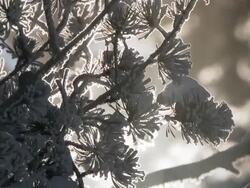 CU TU View of Frosty conifer branches / Yellowstone National Park, Wyoming, United  Stock Footage