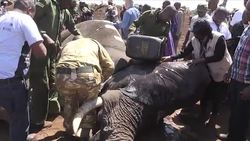 CLEAN : Conservations collar Kenyan elephants to study migration routes News Clip