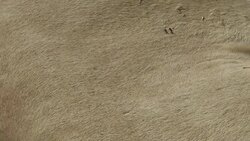 kalahari Lion skin Stock Footage