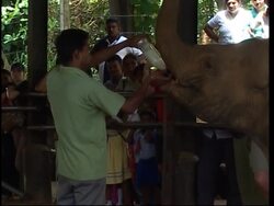 A huge elephant orphanage in Sri Lanka Instructional Video