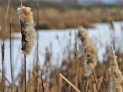 Cattail Stock Footage