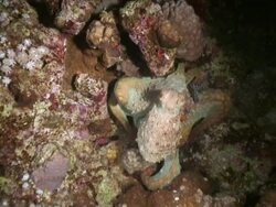 Octopus at night Stock Footage