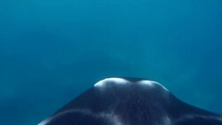 Ride on Manta Ray on Maldives / South Ari Atoll Stock Footage