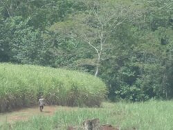 WS Plantation worker walking along sugarcane field / Buikwe, Uganda Stock Footage