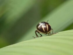 Runaway Beetle, on rainforest leaf - Costa Rica Stock Footage