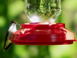 High speed shot of a hummingbird at a feeder slow motion Stock Footage
