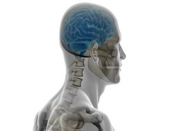 Analysis of human bust, with brain, skin  and skeleton Stock Footage