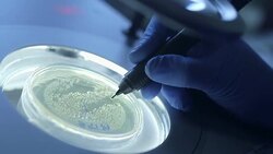 Scientist marking on thick solution in Petri dish Stock Footage