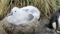 A mixed Black Browed Albatross (Thalassarche melanophris)  and Rockhopper Penguins (Eudyptes chrysocome) nesting colony on Westpoint island in the Falkland Islands off argentina, in South America. Albatrosses are globally thratened by long line fishing boa Stock Footage