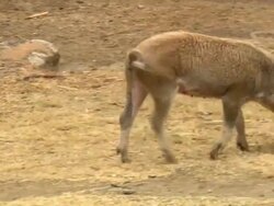 "Tan coloured pig walks past sleeping dog, sunny day, rural Amazonas region of Peru [PerÃƒÂº]" Stock Footage
