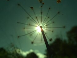 Seeds disperse from umbelliferous seed head Stock Footage