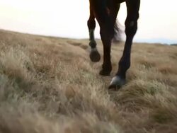HD: Horse Walking Through Meadow Stock Footage
