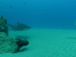 MS PAN Shot of Single spotted ragged tooth shark swimming above rippled sea floor and along reef edge with various fish swimming around / Sodwana Bay, KwaZulu Natal, South Africa Stock Footage