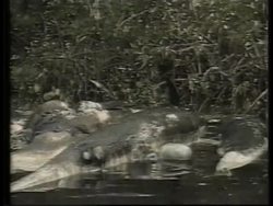 MEXICO: WHALES FOUND DEAD News Clip