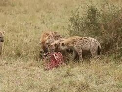 MS Spotted hyena group eating wildebeest / National Park, Africa, Kenya Stock Footage