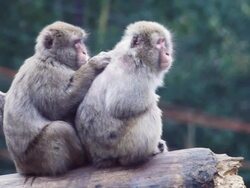 Two funny monkeys. Stock Footage