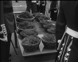 WEARING OF THE GREEN News Clip