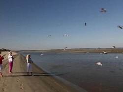 MS PAN Group of senior women feeding seagulls at beach / St. Simon's Island, Georgia, United States Stock Footage