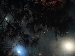 Milky Way and pine tree in wind (loopable) Stock Footage