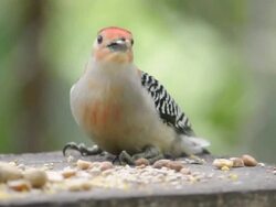 CU Shot of male red-bellied woodpecker (Centurus carolinus) eating seeds and nuts on feeding board / Valparaiso, Indiana, United States Stock Footage