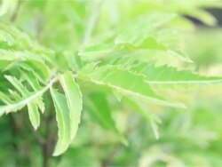 Fresh green leaf Stock Footage
