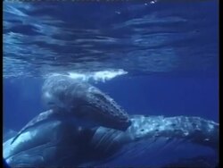MS underwater view of Humpback Whale, Megaptera novaeangliae, swimming with young, Tonga Stock Footage