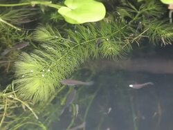 Guppy. Stock Footage