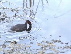 Grebe Dive : HD Slow motion Stock Footage
