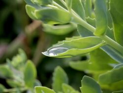 Raindrops on a leaf Stock Footage
