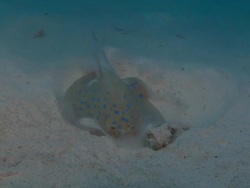 Blue-spotted Ribbontail Stingray digging in sand, Egypt, Red Sea  Stock Footage