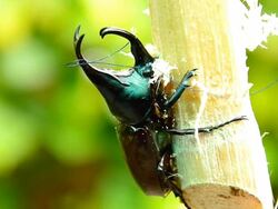 Rhinoceros beetle. Stock Footage