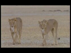 MS 3 African Lions (Panthera leo) walking through barren landscape, Botswana Stock Footage