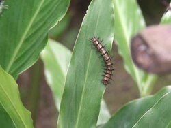 Crawling catterpillar Stock Footage