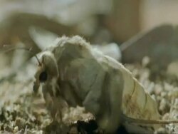 CU Emperor moth, Imbrasia belina, flapping out of gravel, Botswana, Africa Stock Footage