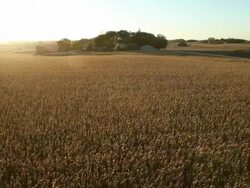 Panning Aerial Backlit Fall Cornfield with Setting Sun Stock Footage