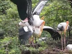 Painted storks mating Stock Footage