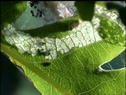Time lapse - MCU Net Caterpillar feeding on leaf, UK Stock Footage