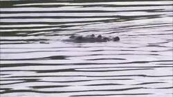A crocodile swims just under a swamp's surface in Florida. Stock Footage