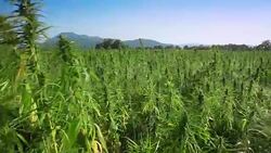 Marijuana, hemp field Stock Footage