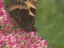 Tortoise butterfly (Aglais urticae) feeding on Sedum, UK Stock Footage