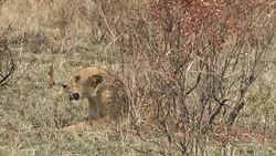 Wild African Lioness resting after preying Stock Footage
