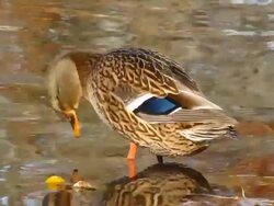 Female Mallard Duck Stock Footage