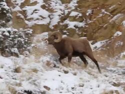 MS PAN Shot of two bighorn sheep rams butting heads in snow / Georgetown, Colorado, United States Stock Footage