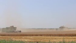 Harvesting Stock Footage