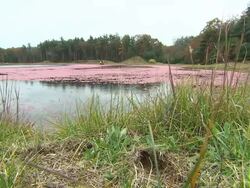 Cranberries being harvested on farm News Clip
