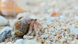 Hermit crab start walking Stock Footage