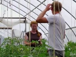 MS SLO MO Shot of Young couple tends to plants in green/hoop house at organic farm / Chatham, Michigan, United States Stock Footage