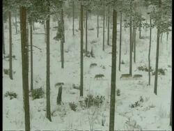 WA High angle pack of Grey wolves moving through forest, in snow, Arctic circle Stock Footage
